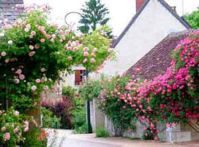 Pink and red roses on the street at the Chedigny rose festival