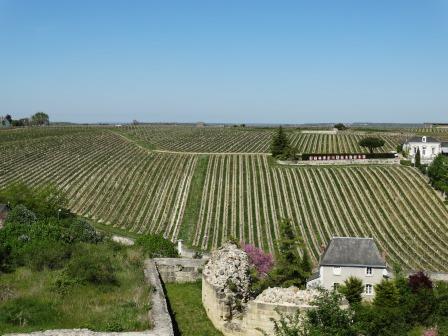 Vineyards behind fortress Chinon