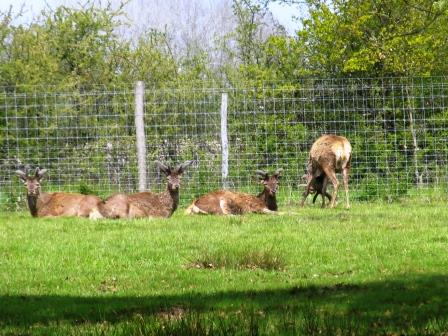 deer at Haute Touche safari park