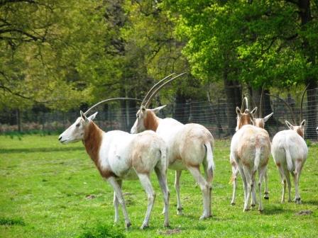 long horn deer at Haute Touche safari park