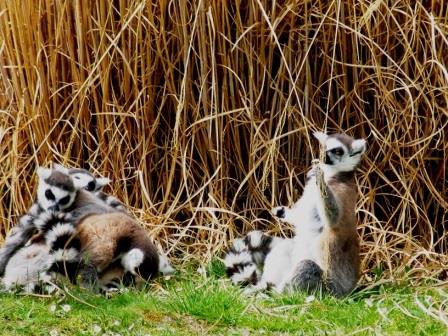 lemurs at Haute Touche safari park