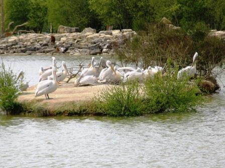 pelicans at Haute Touche safari park