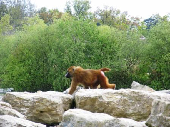 monkey at Haute Touche safari park