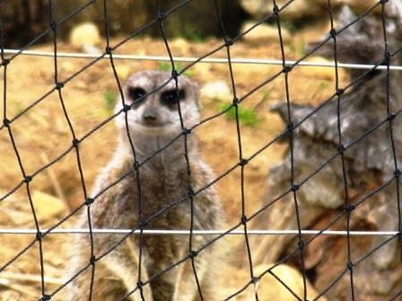 meerkat at Haute Touche safari park