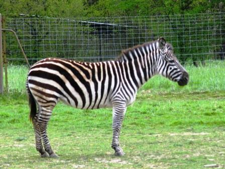 zebra at Haute Touche safari park