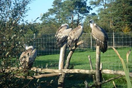 vutures at Haute Touche safari park