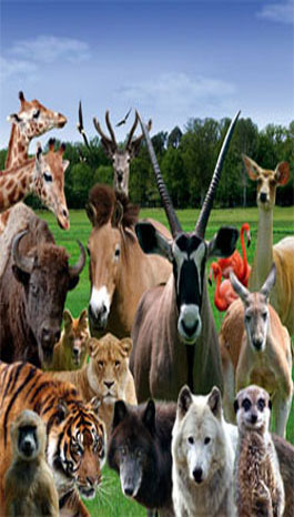 animal collection at Haute Touche safari park