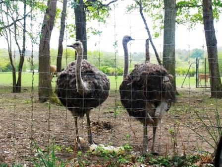 ostriches at Haute Touche safari park