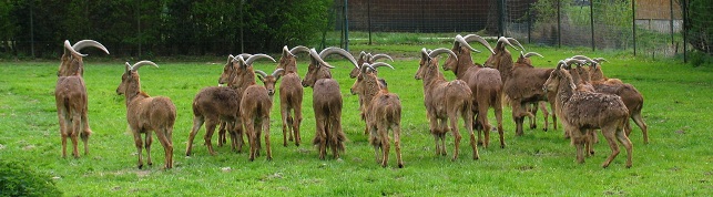 goats at Haute Touche safari park