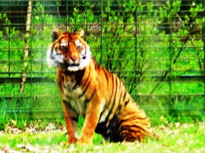 tiger at Haute Touche safari park