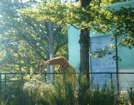 giraffes at Haute Touche safari park