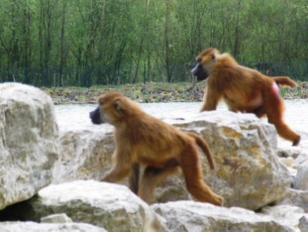 Monkeys on monkey island at Haute Touche Safari Park