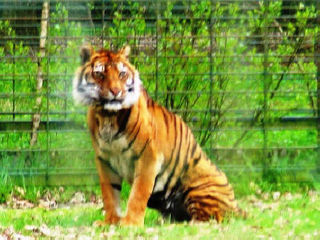 tiger at Haute Touche Safari Park