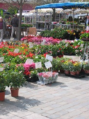 flowers at Loches market